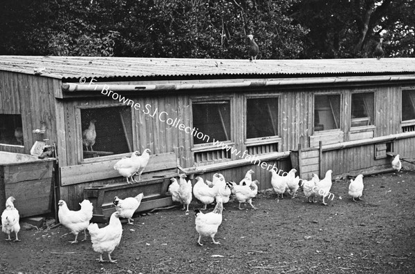 CHICKEN FARM